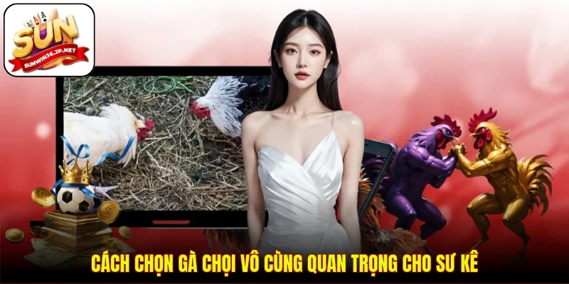 Cách chọn gà chọi vô cùng quan trọng cho sư kê