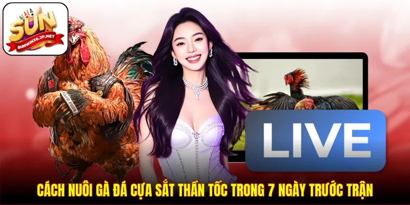 Cách Nuôi Gà Đá Cựa Sắt Thần Tốc Trong 7 Ngày Trước Trận