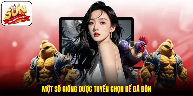 Một số giống được tuyển chọn để đá đòn