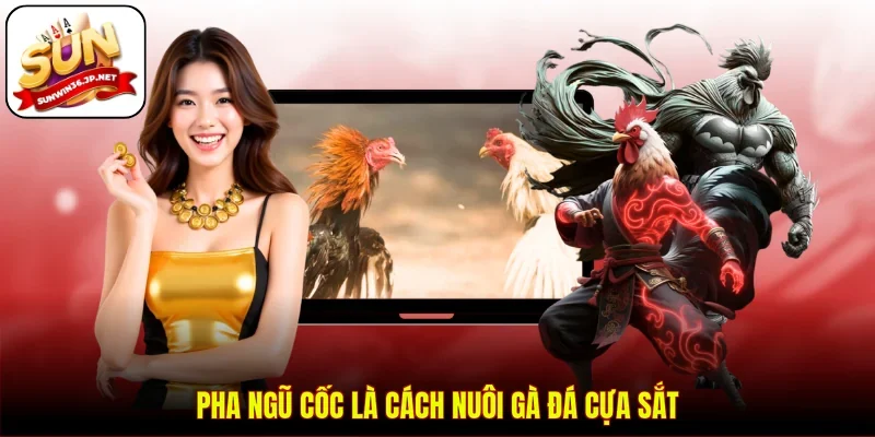Pha ngũ cốc là cách nuôi gà đá cựa sắt
